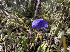 Primula glomerata