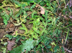 Selaginella repanda