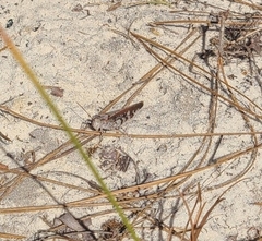 Spharagemon marmorata