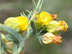 Hermannia aff-denudata