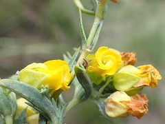 Hermannia aff-denudata