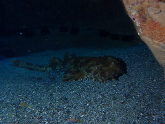 Orectolobus halei