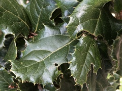 Quercus semecarpifolia