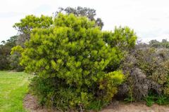 Hakea drupacea