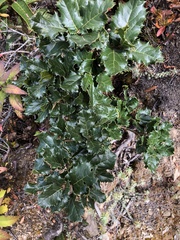 Quercus semecarpifolia