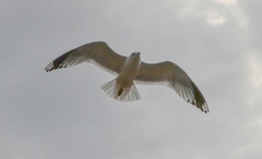 Larus canus