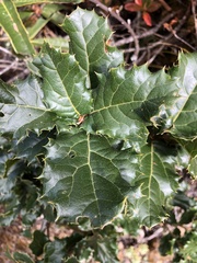 Quercus semecarpifolia