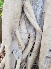 Ficus aurea