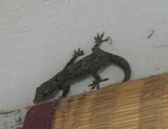 Hemidactylus leschenaultii