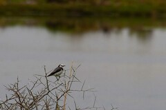 Epthianura albifrons
