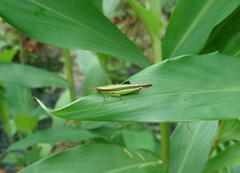 Gesonula punctifrons