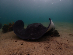Bathytoshia brevicaudata