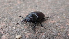 Lucanus cervus