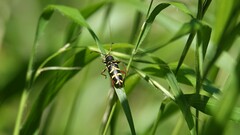 Clytus arietis