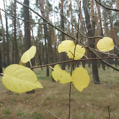 Cerasus