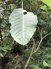 Dendrocnide meyeniana