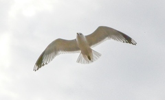 Larus canus