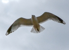 Larus canus