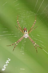 Argiope dang