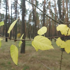 Cerasus