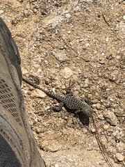 Laudakia tuberculata