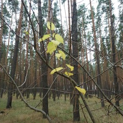 Cerasus