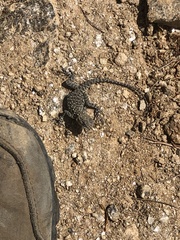 Laudakia tuberculata