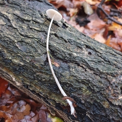 Mycena vinacea