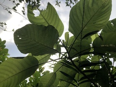 Dendrocnide meyeniana