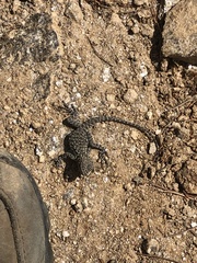 Laudakia tuberculata