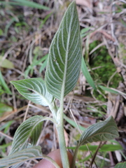 Coccocypselum lanceolatum