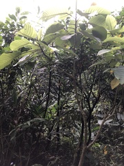 Dendrocnide meyeniana