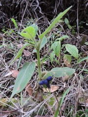 Coccocypselum lanceolatum