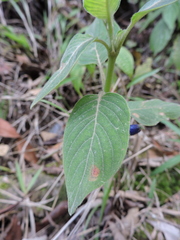 Coccocypselum lanceolatum