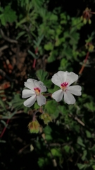 Pelargonium echinatum