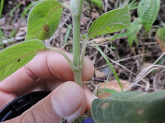 Coccocypselum lanceolatum