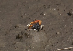 Tubuca coarctata