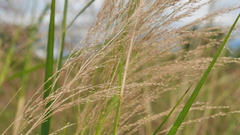 Phragmites karka