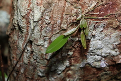 Dendrobium tetragonum
