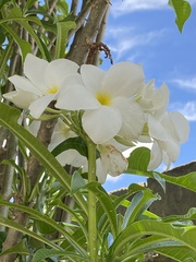 Plumeria pudica