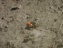 Tubuca coarctata