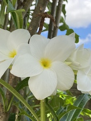 Plumeria pudica
