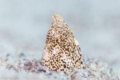 Callechelys marmorata