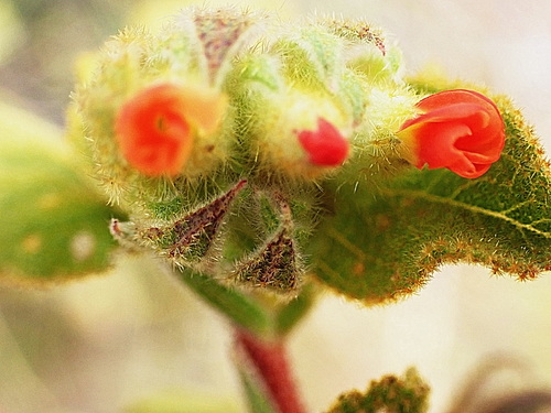 Image of Hermannia salviifolia by no rights reserved