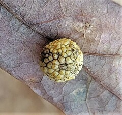 Acraspis pezomachoides