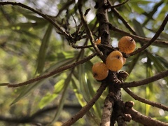 Hippophae salicifolia