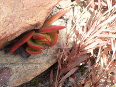 Crassula atropurpurea