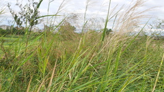 Phragmites karka