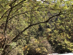 Hippophae salicifolia
