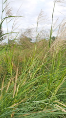 Phragmites karka